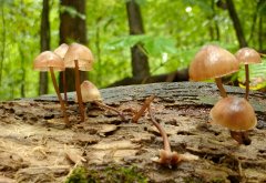 Unlike bacteria, fungi are capable of breaking down the high lignin content in wood.